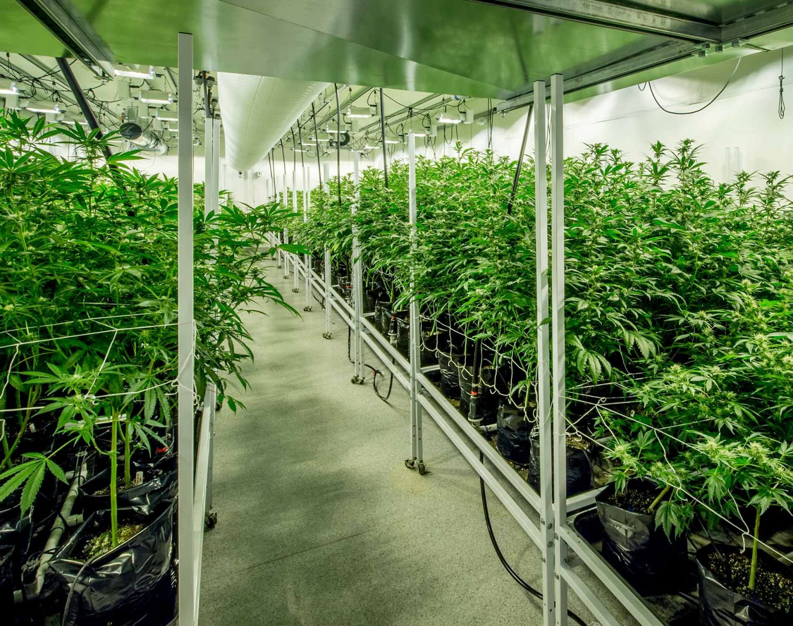 employment-and-what-cannabis-businesses-need-to-know-kentucky